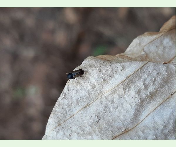 Trypodendron domesticum