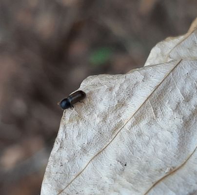 Trypodendron domesticum