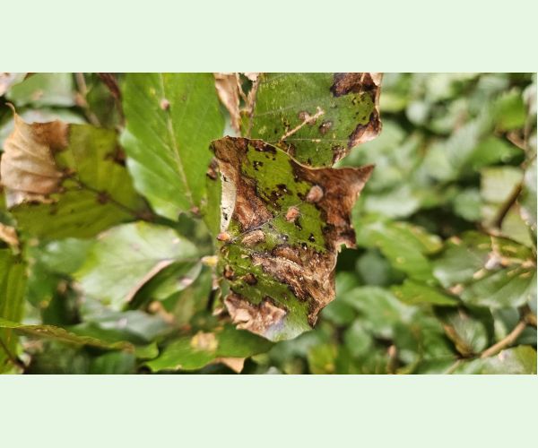 Hartigiola annulipes