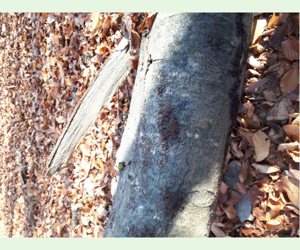 Hypoxylon fragiforme