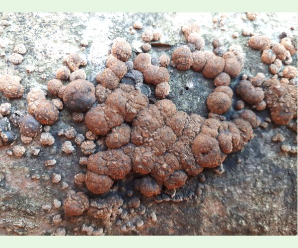 Hypoxylon fragiforme