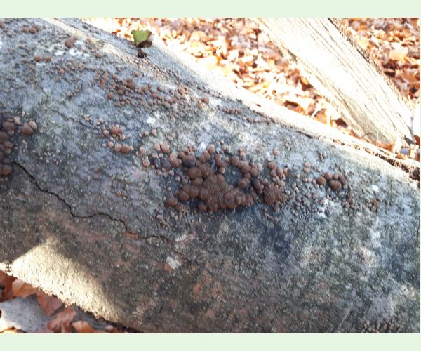 Hypoxylon fragiforme