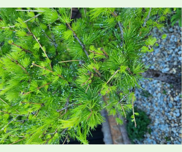 Sacchiphantes viridis