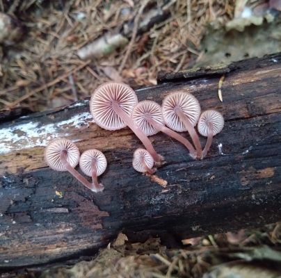 A - nie je v databáze