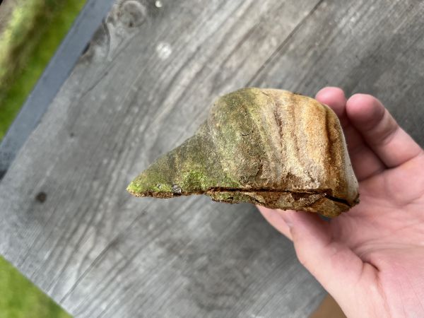 Hartig´s white trunk rot