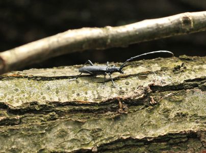 Long-horned beetle Cerambyx scopolii