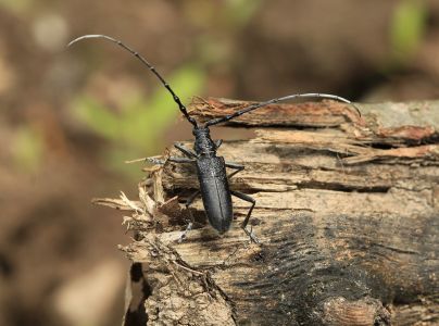 Long-horned beetle Cerambyx scopolii