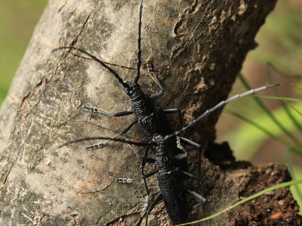 Long-horned beetle Cerambyx scopolii