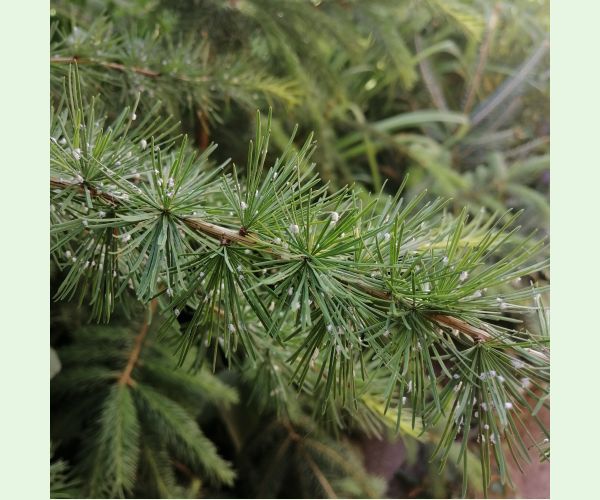 Sacchiphantes viridis