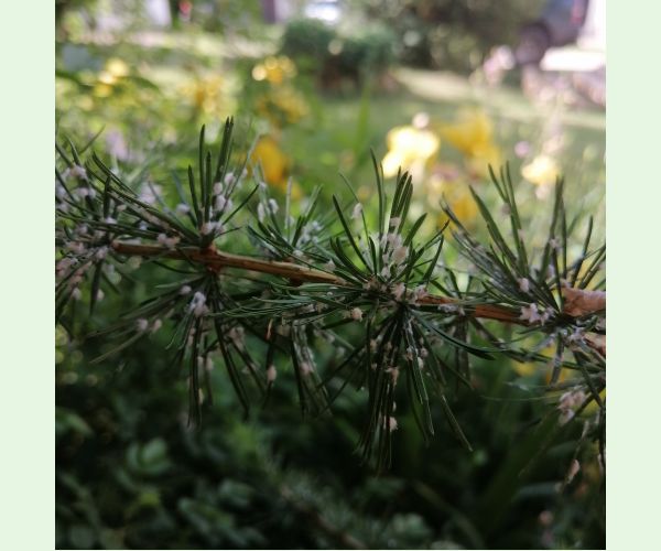 Sacchiphantes viridis