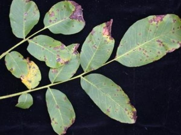 Walnut anthracnose
