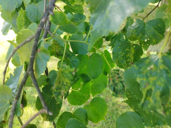 Gall mite Eriophyes leiosoma = exilis