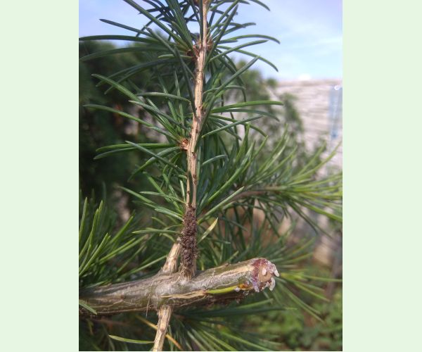 A - nie je v databáze