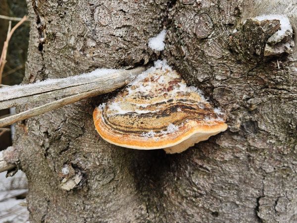 Red banded polypore