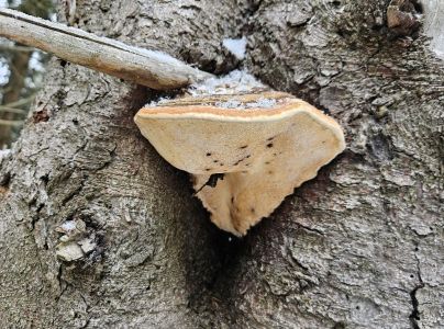 Práchnovček pásikavý