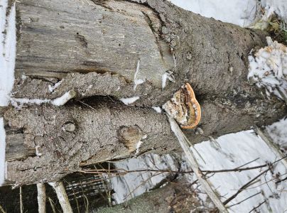 Práchnovček pásikavý