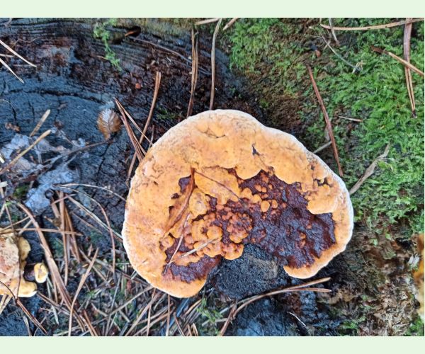 Gloeophyllum odoratum