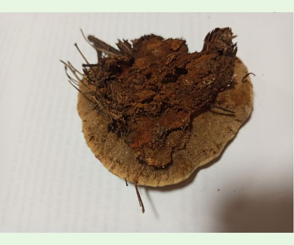 Gloeophyllum odoratum