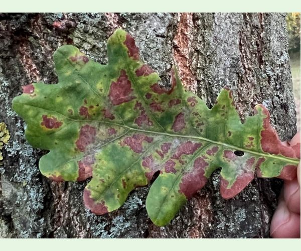 Neuroterus quercusbaccarum