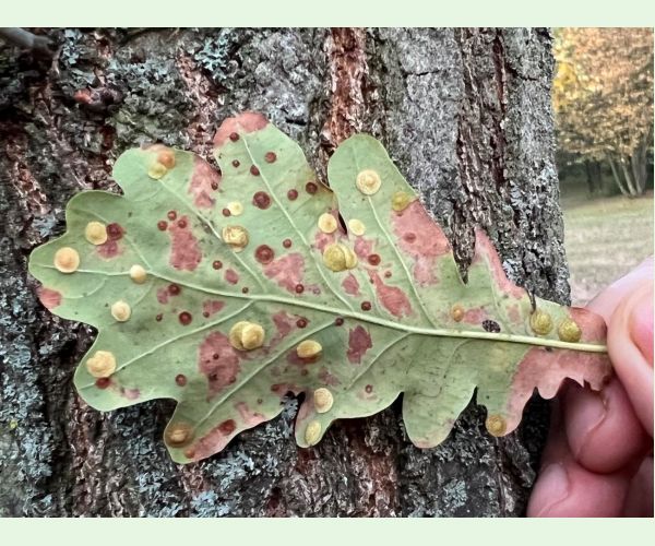 Neuroterus quercusbaccarum