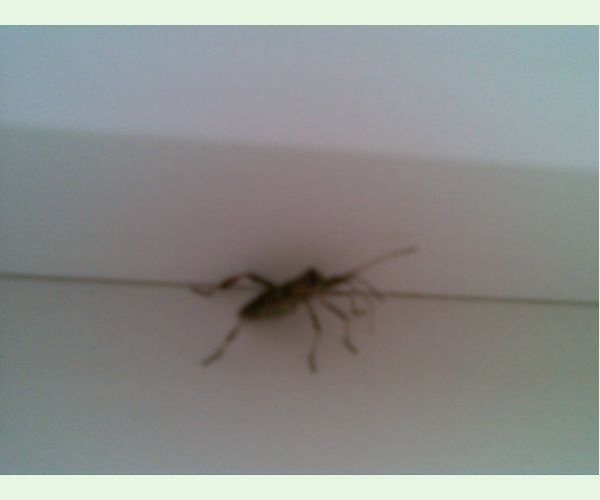 Leptoglossus occidentalis