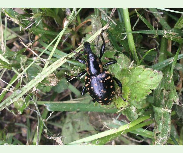 Liparus glabrirostris