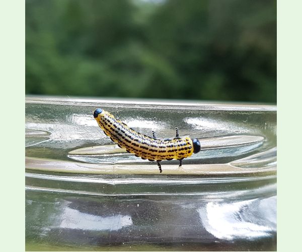 Croesus septentrionalis