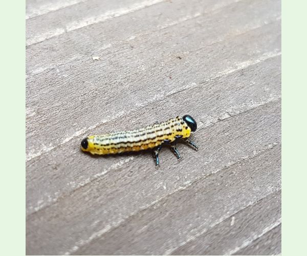 Croesus septentrionalis