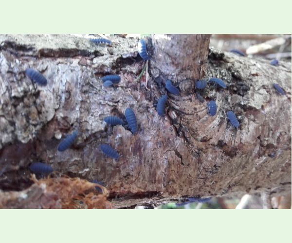 A - nie je v databáze