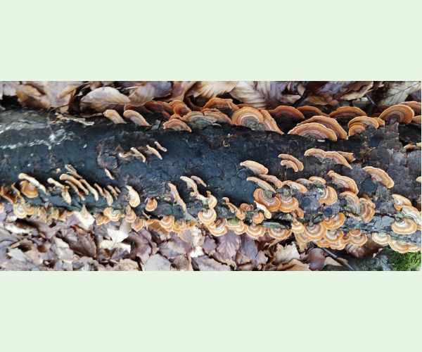 Stereum subtomentosum