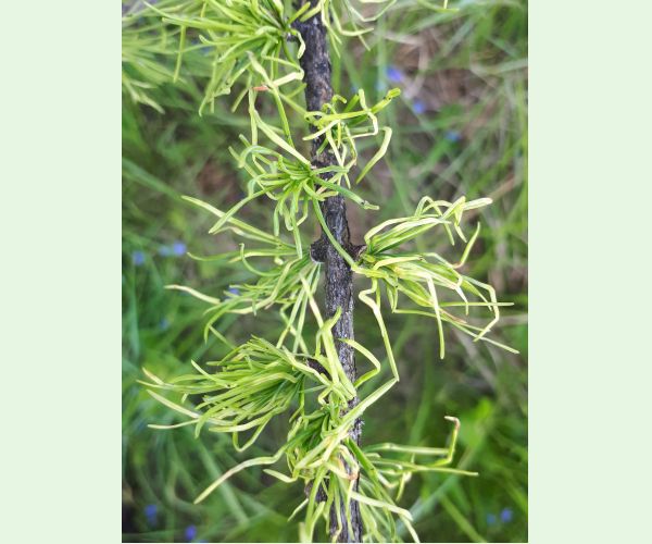 Sacchiphantes viridis