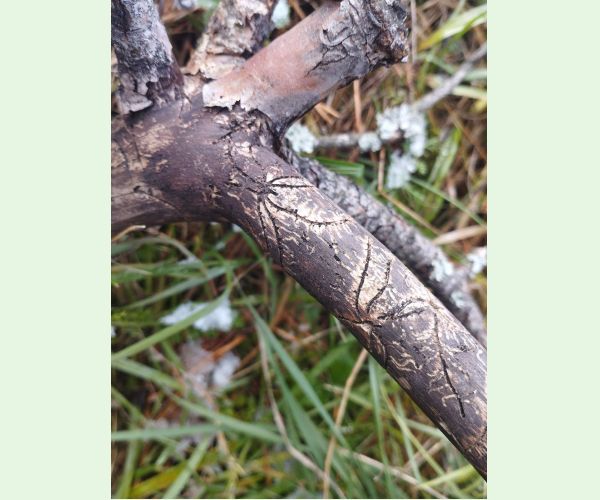 Pityogenes bidentatus