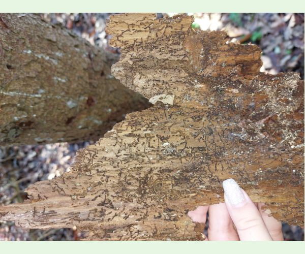 Polygraphus poligraphus