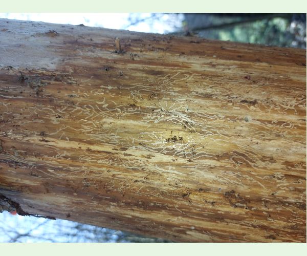 Polygraphus poligraphus