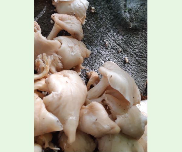 Pleurotus pulmonarius