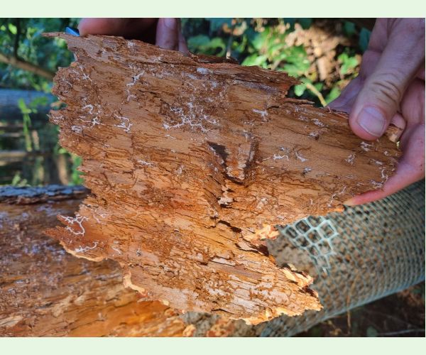 Pityokteines spinidens