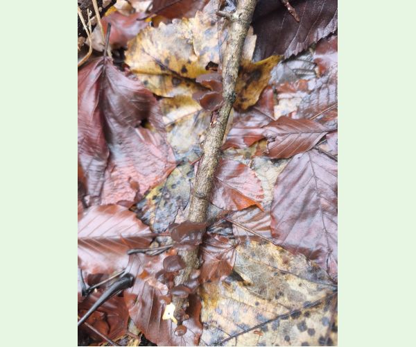 Auricularia auricula-judae