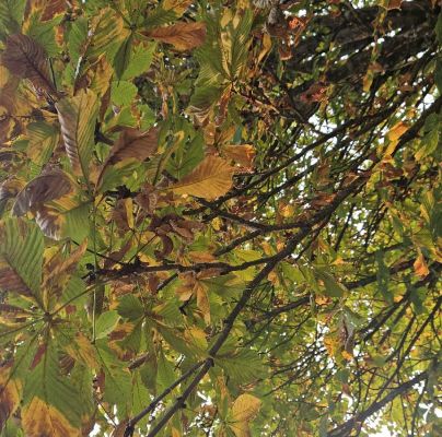 Horse-chestnut leaf blight