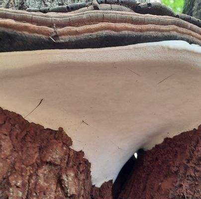 Ganoderma applanatum (= lipsiense)