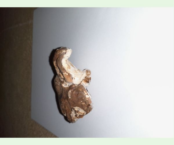 Piptoporus betulinus