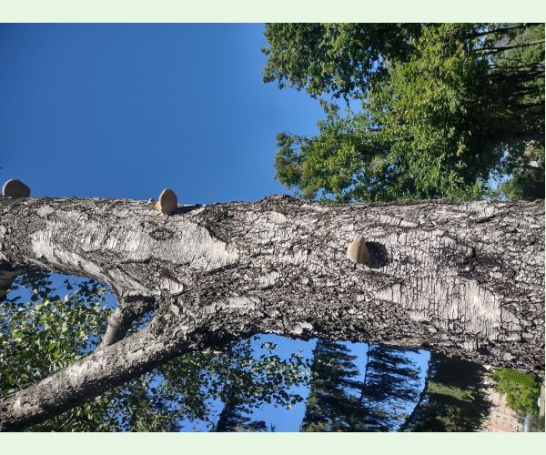 Piptoporus betulinus