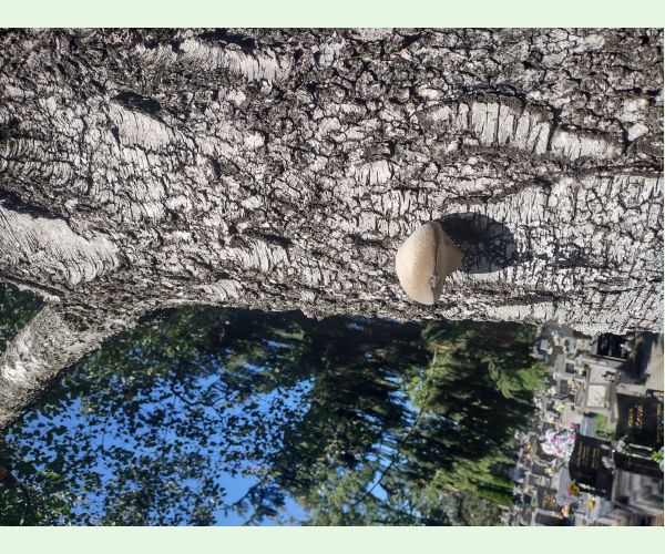 Piptoporus betulinus