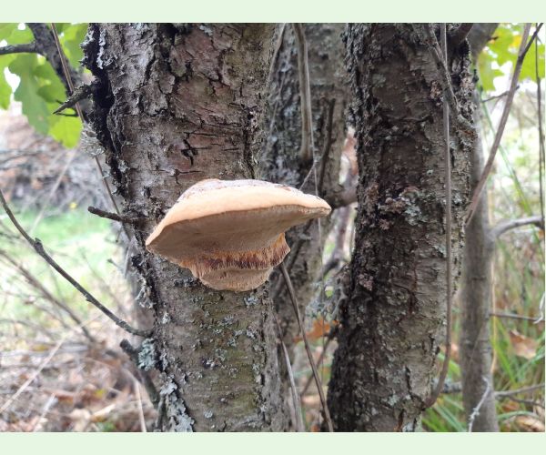 Phellinus pomaceus