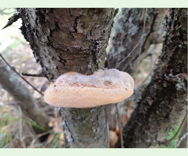 Phellinus pomaceus