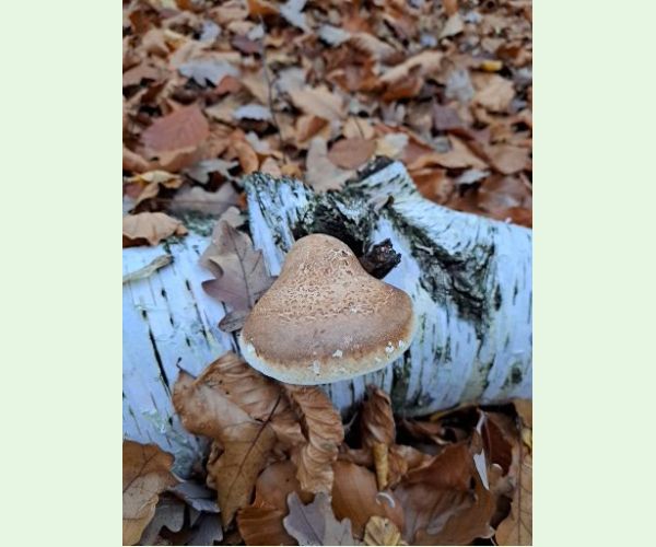 Piptoporus betulinus