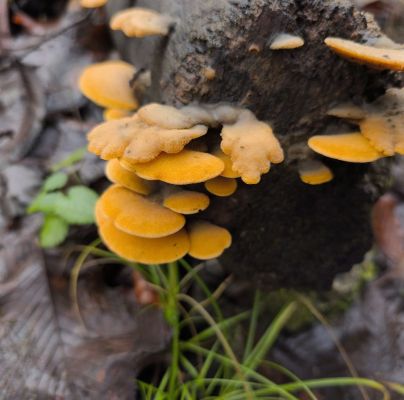 A - nie je v databáze