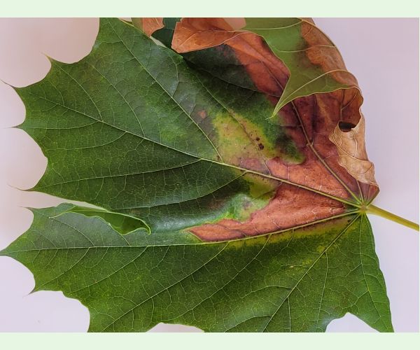 Apiognomonia errabunda