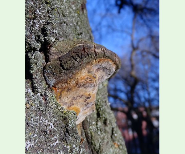 Phellinus pomaceus