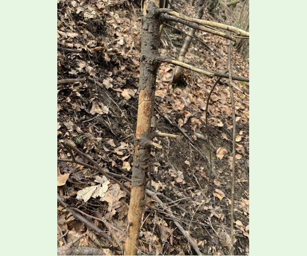 Pityokteines vorontzovi