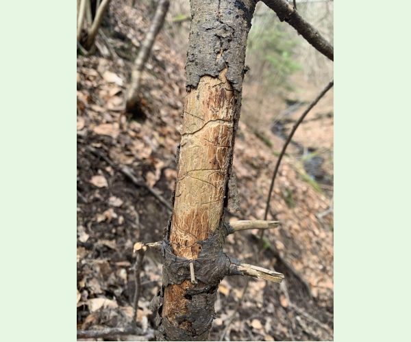 Pityokteines vorontzovi